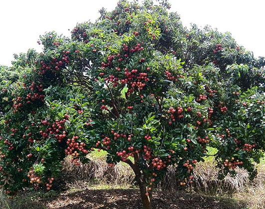 海南地区地区常见水果果树